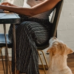 The Dog House Megaways слот - профессиональный анализ игры